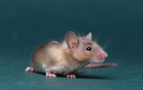 خلق موش‌های ابرهوشمند برای درمان آلزایمر و اسکیزوفرنی