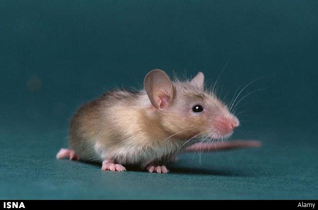 خلق موش‌های ابرهوشمند برای درمان آلزایمر و اسکیزوفرنی