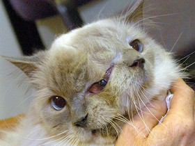 1417864022659_two-faced cat.jpg