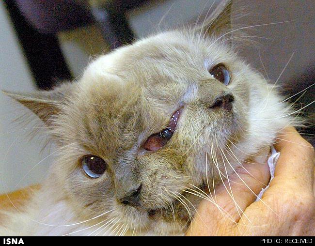 1417864022659_two-faced cat.jpg