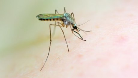 افزایش موارد ابتلا به مالاریا در آمریکا