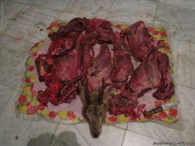 شکار شکارچیان بز وحشی در اشترانکوه