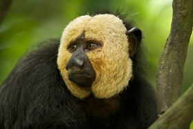 1419936351189_white-faced-saki-monkey.jpg