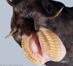 1420454234059_241E61E200000578-2877388-The_aptly_named_hagfish_have_teeth_that_lie_in_two_vicious_rows_-a-60_1419430519763.jpg