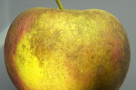 اسرار شکل‌گیری لکه‌های قهوه‌ای روی پوست سیب