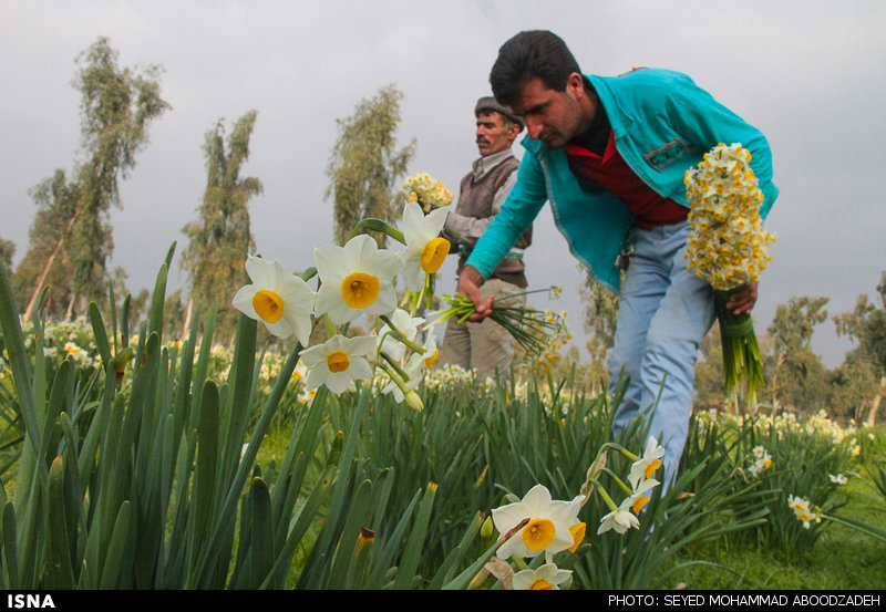 فارس رکوردار تولید گل نرگس در کشور