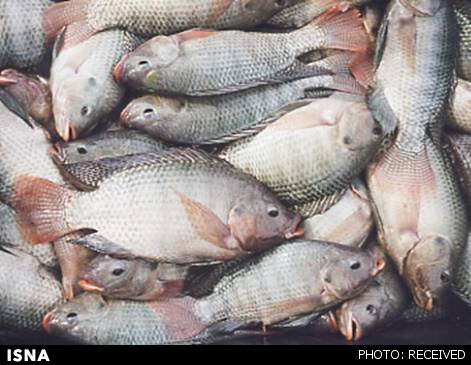 تلف شدن ماهیان پرورشی خوزستان