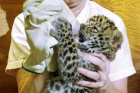 1424761694848_Rare-Amur-leopard-population-doubles-in-Russia-WWF-says.jpg