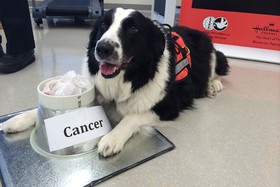 تشخیص سرطان تیروئید در ادرار انسان توسط سگ‌ها