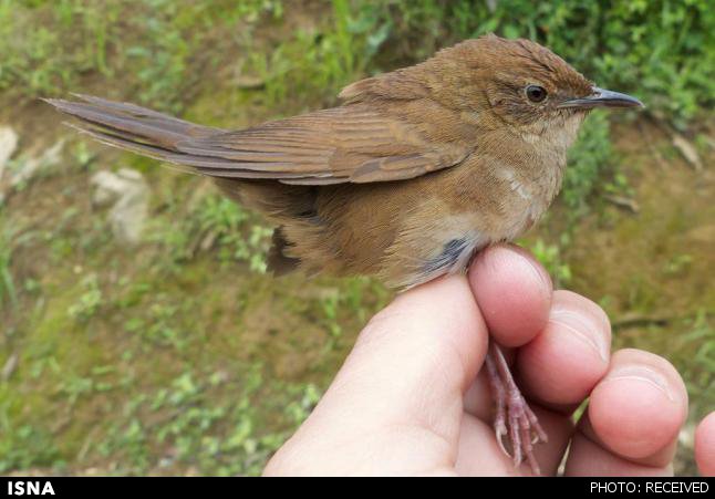 1430561521350_New-bird-species-discovered-in-China.jpg