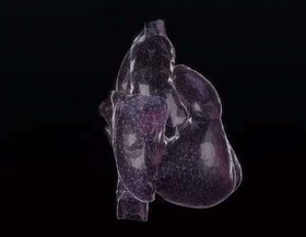 قلب انسان در مدل سه‌بعدی شبیه‌سازی شد