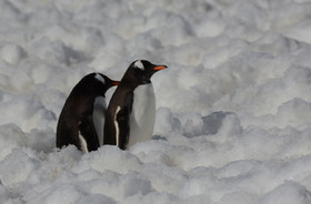 پنگوئن‌ها شیرخوارگاه‌های جوجه‌ها را با فضولات تزئین می‌کنند