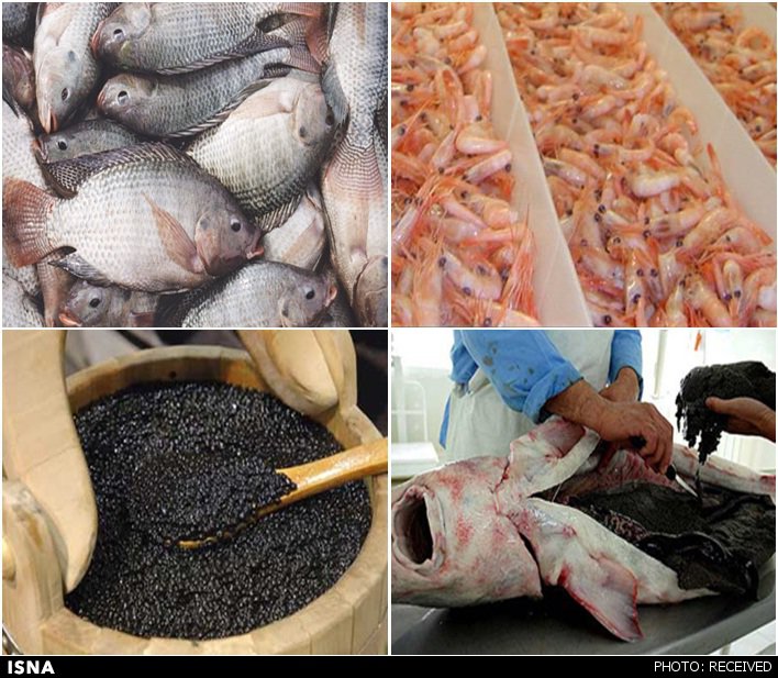 اجرای طرح تولید ماهیان عاری از بیماری در حوزه آبزیان سردابی