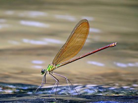 1431157271219_0430-Rare damselfly Neurobasis daviesi.jpg