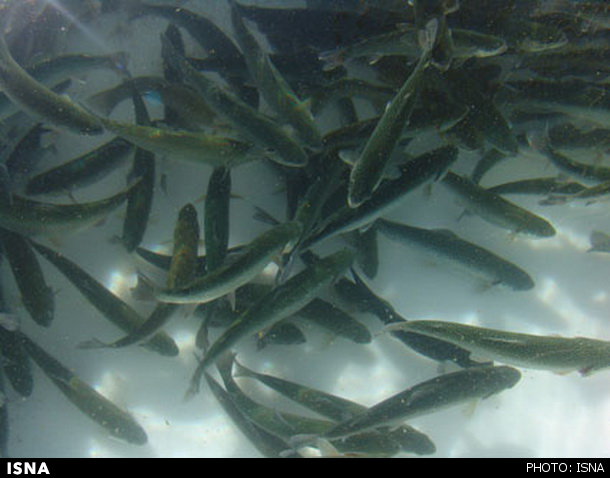 در جهاد دانشگاهی ساخته شد: تور پرورش ماهی‌ در دریاچه پشت سدها