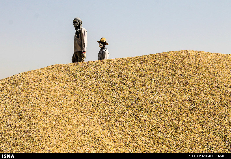 خرید و بارگیری گندم کشاورزان خوزستانی
