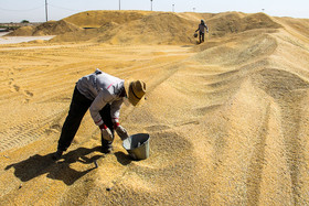 اجرای عملیات کشت گندم دیم در مزارع کشاورزی قزوین