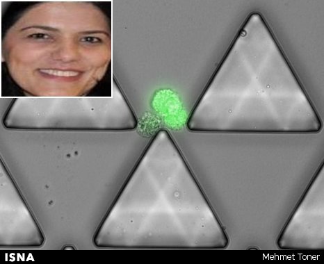 ساخت میکروتراشه شکار خوشه‌های گریزپای سلول‌های سرطانی با همکاری دانشمند ایرانی