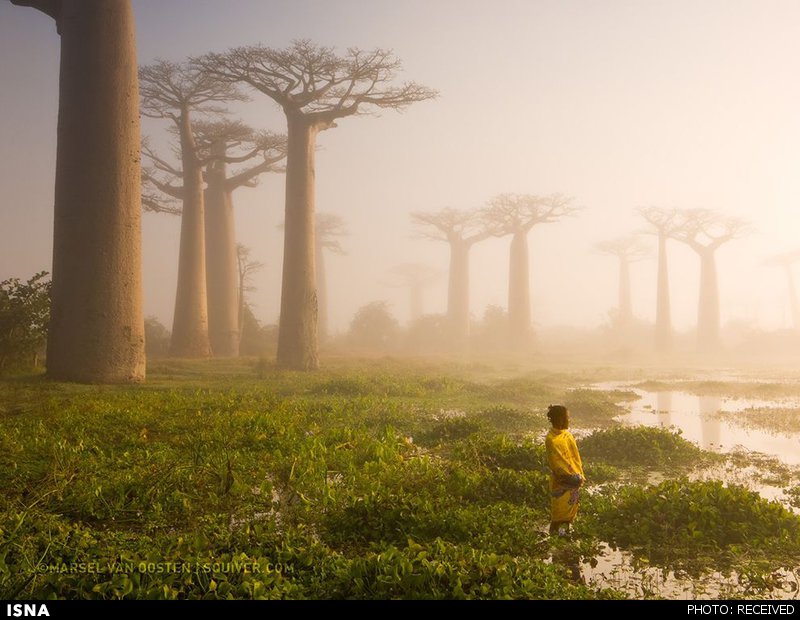 عکسی از یک جنگل عجیب در ماداگاسکار