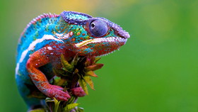 1432722091301_Colorful-Chameleon-lizard.jpg