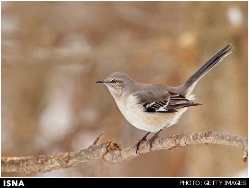 ساخت برنامه‌ای که می‌تواند آواز پرندگان را تشخیص دهد