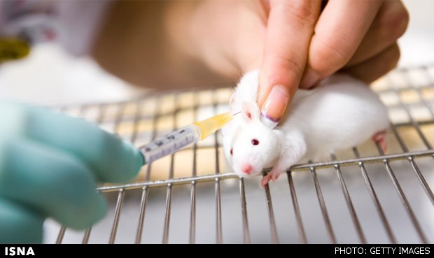 درمان موش‌های دیابتی غیرچاق با پیوند چربی قهوه‌ای