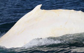 1436182857518_eight_col_White_whale_DOC_Cook_Strait_Whale_Survey.jpg