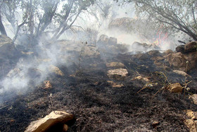 آخرین جزییات از آتش‌سوزی جنگل‌های «شاه‌بیشه»