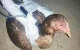 "مرغ‌های انتحاری"؛ ارتش جدید داعش!