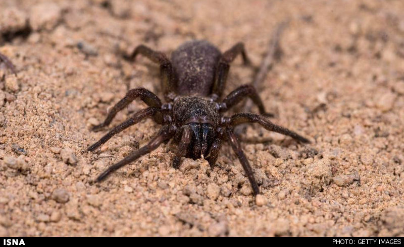 کشف 13 گونه ناشناخته عنکبوت در استرالیا