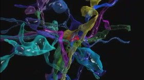 تصویربرداری بی‌سابقه از مغز انسان با وضوح نانو +تصاویر