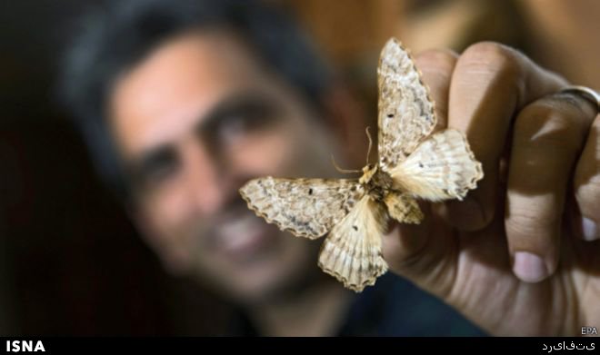 کشفی نادر در جهان حشره‌شناسی به رهبری دانشمند رانده شده از دانشگاه تهران!