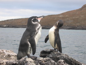 1438752971158_Galapagos_penguin.jpg