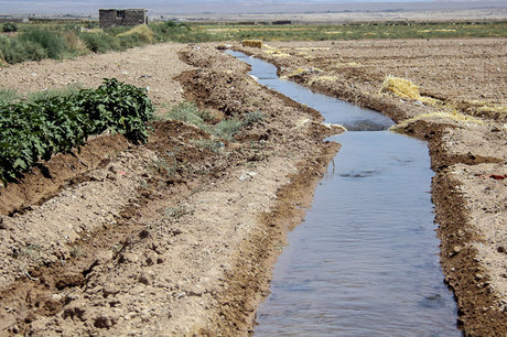 آبیاری غرقابی بلای جان منابع آبی کشور