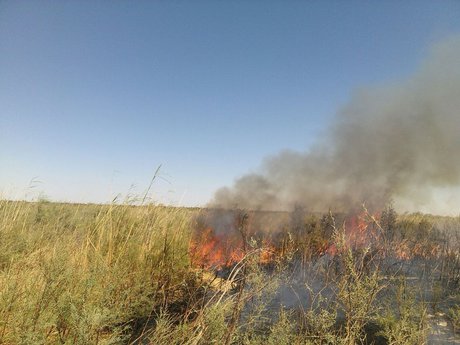 آتش‌سوزی در تالاب هامون