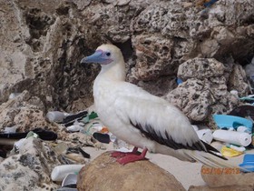 پلاستیک، تهدیدی جدی برای حیات پرندگان دریایی