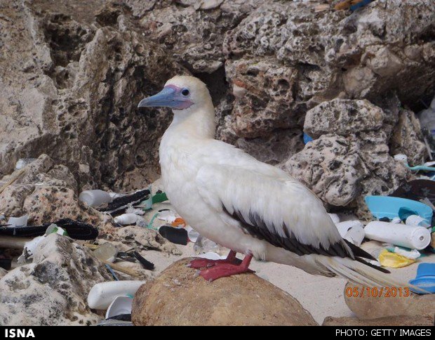 پلاستیک، تهدیدی جدی برای حیات پرندگان دریایی