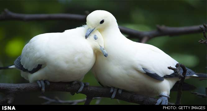 پرنده‌های عاشق در جوجه‌آوری موفق‌تر عمل می‌کنند