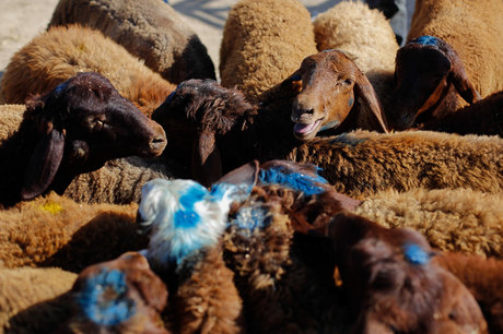 خرید گوسفند برای ذبح در عید قربان - ترکمن صحرا