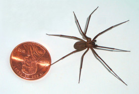 1443509674881_Brown-recluse-coin-edit.jpg