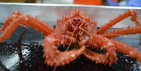 1443607809208_king crab.jpg