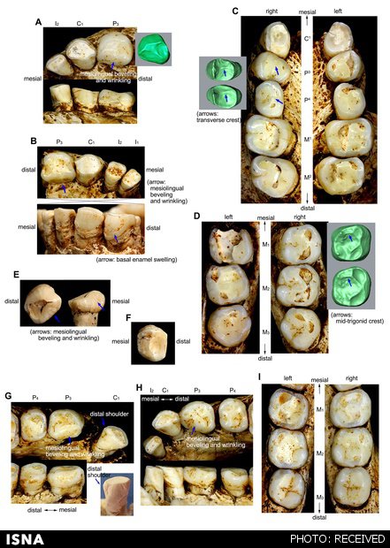 1448108417368_Homo-floresiensis-teeth.jpg