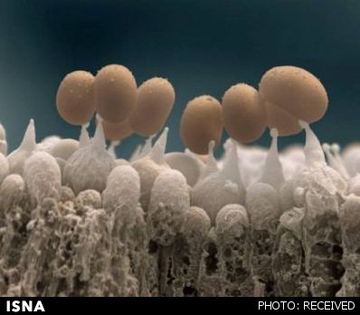 قارچ‌ها به بارش باران در جنگل کمک می‌کنند