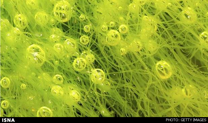 ساخت سلول‌ انرژی پرقدرت از جلبک‌های سبز‌آبی