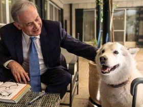سگ وحشی نتانیاهو