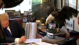 حتی عقاب سرسفید آمریکا هم ترامپ را نمی‌خواهد!
