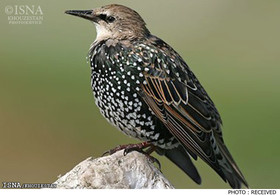 صید غیرمجاز 700 قطعه پرنده سار در پارک ملی کرخه