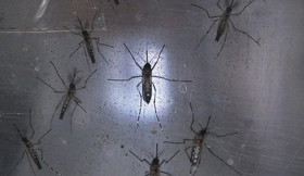 پشه‌های ناقل زیکا، بزرگترین تهدید عمومی در برزیل