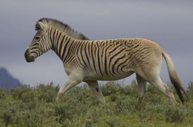 1455536096344_quagga.jpg