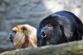 1456573044413_Howler_monkey.jpg